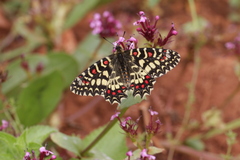 Zerynthia rumina rumina