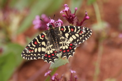 Zerynthia rumina rumina