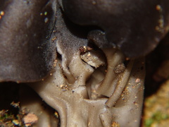 Helvella