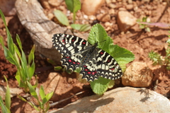 Zerynthia rumina rumina