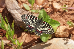 Zerynthia rumina rumina