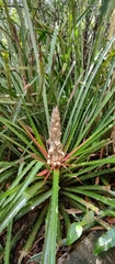 Bromelia balansae