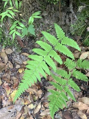 Macrothelypteris torresiana