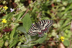 Zerynthia rumina rumina