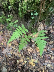 Macrothelypteris torresiana
