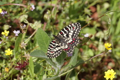 Zerynthia rumina rumina
