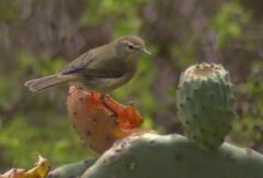 Phylloscopus canariensis