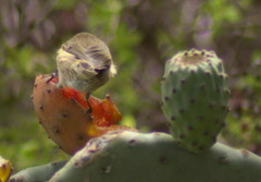 Phylloscopus canariensis