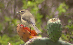 Phylloscopus canariensis