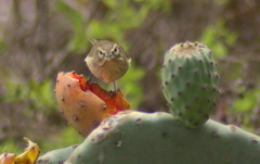 Phylloscopus canariensis