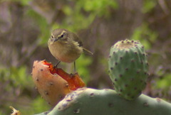 Phylloscopus canariensis
