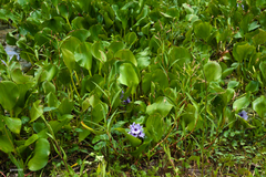 Pontederia azurea