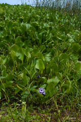 Pontederia azurea