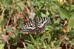 Zerynthia rumina rumina