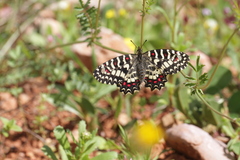 Zerynthia rumina rumina
