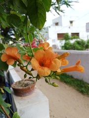Campsis