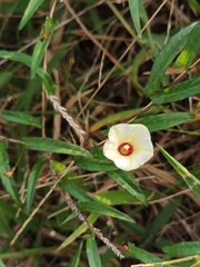 Xenostegia tridentata