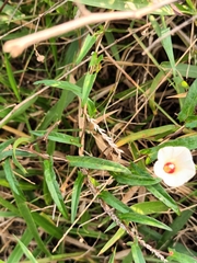 Xenostegia tridentata