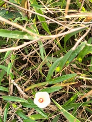 Xenostegia tridentata