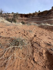 Astragalus mollissimus