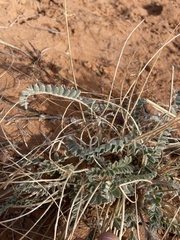 Astragalus mollissimus