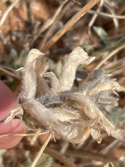 Astragalus mollissimus