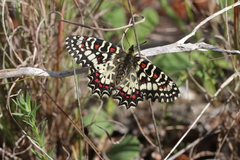 Zerynthia rumina rumina