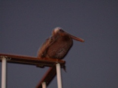 Pelecanus occidentalis urinator
