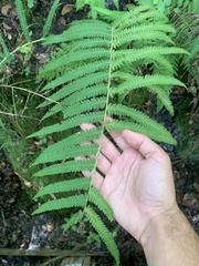 Pelazoneuron kunthii