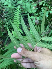 Pelazoneuron kunthii