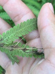 Pelazoneuron kunthii