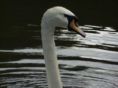 Cygnus olor