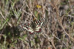 Zerynthia rumina rumina
