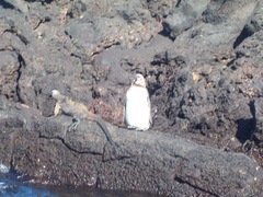 Spheniscus mendiculus