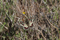 Zerynthia rumina rumina
