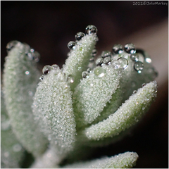 Extriplex californica