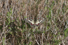 Zerynthia rumina rumina