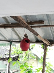 Passer domesticus indicus