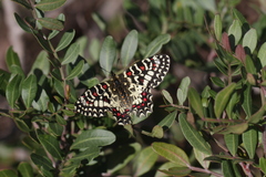Zerynthia rumina rumina