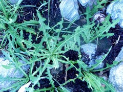 Sonchus arvensis