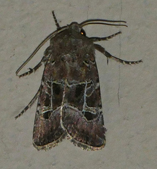 Lacinipolia spiculosa