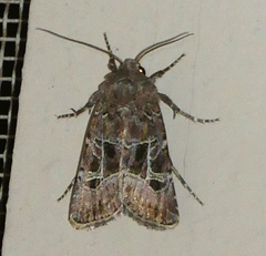 Lacinipolia spiculosa