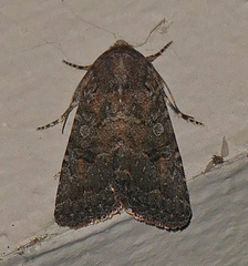 Protorthodes alfkenii