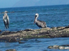Pelecanus occidentalis urinator