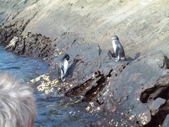 Spheniscus mendiculus