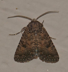 Protorthodes alfkenii
