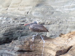 Pelecanus occidentalis urinator