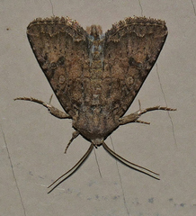 Protorthodes alfkenii