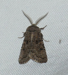 Spodoptera hipparis