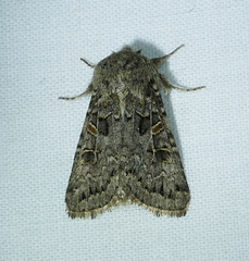 Spodoptera hipparis